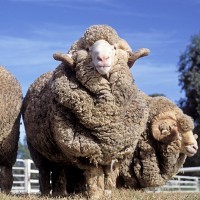 Wool manufacturer clips marketing campaign in wake of South Australian and Victorian bushfires